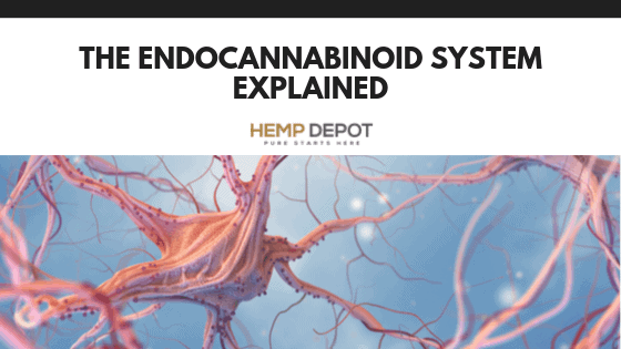 endocannabinoid system cbd distributor