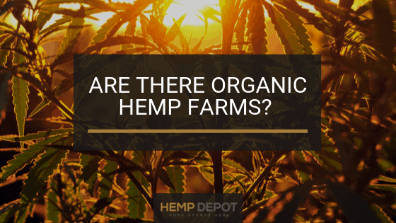 Are There Organic Hemp Farms?