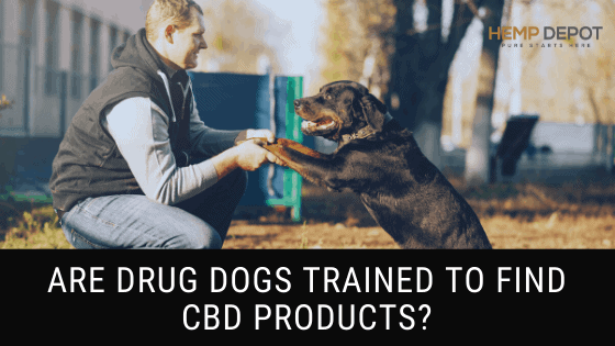 drug dogs cbd