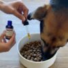 Dog consuming Cibadol's Pet CBD tincture