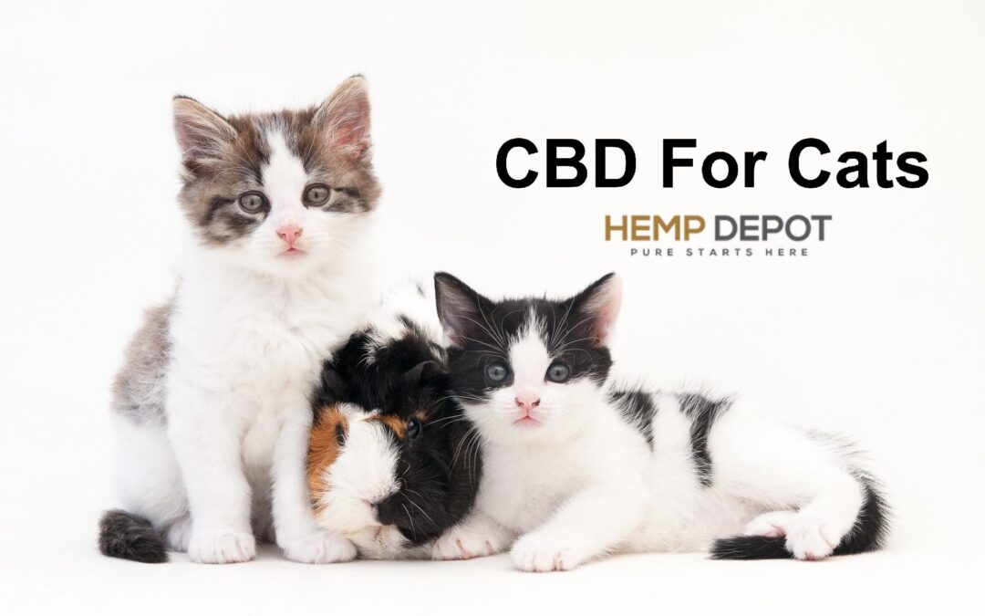 Is CBD Oil Safe For Cats?