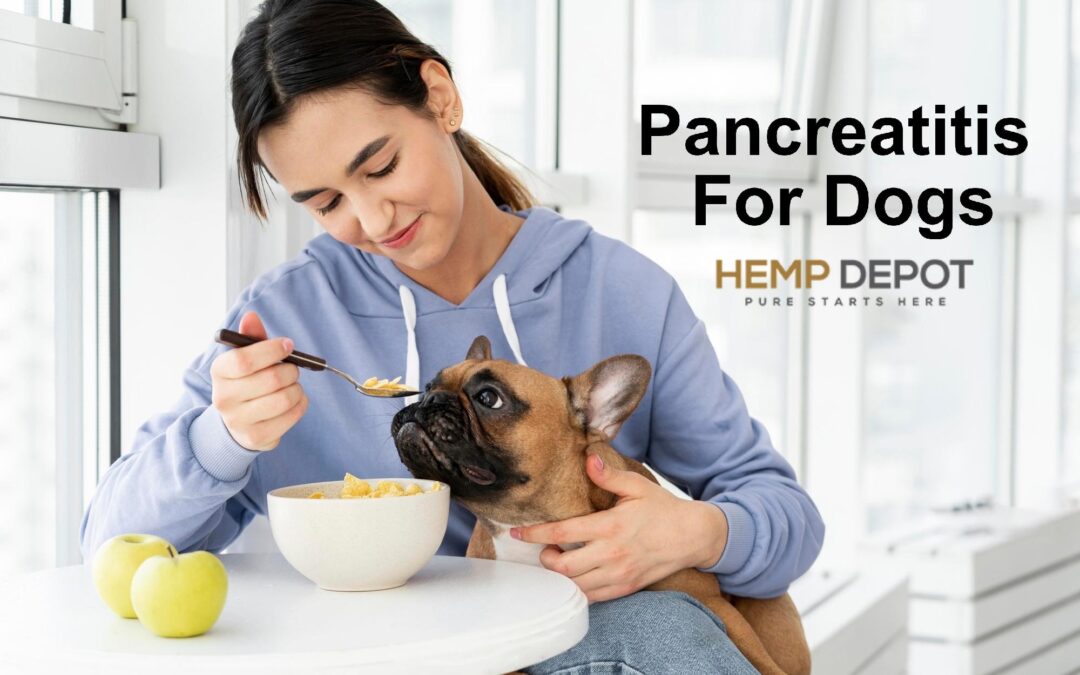 Is CBD Oil Safe For Dogs With Pancreatitis