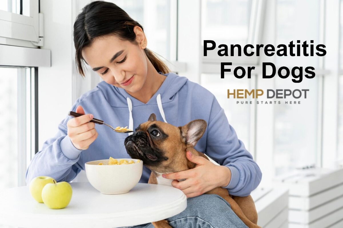 Pancreatitis For Dogs