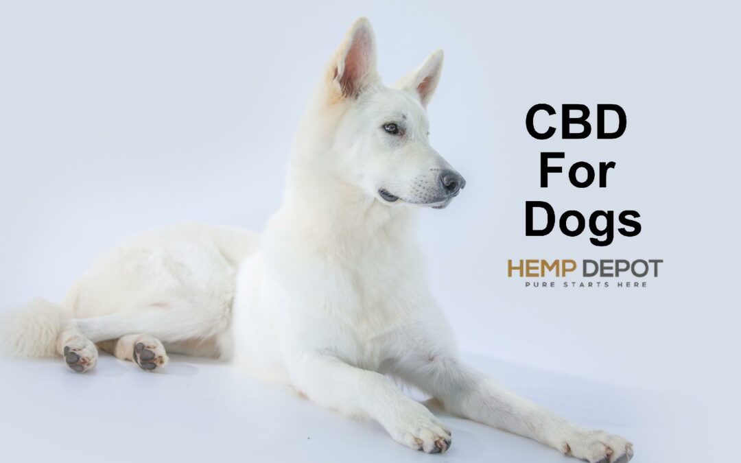 Can CBD Help Dogs With Separation Anxiety
