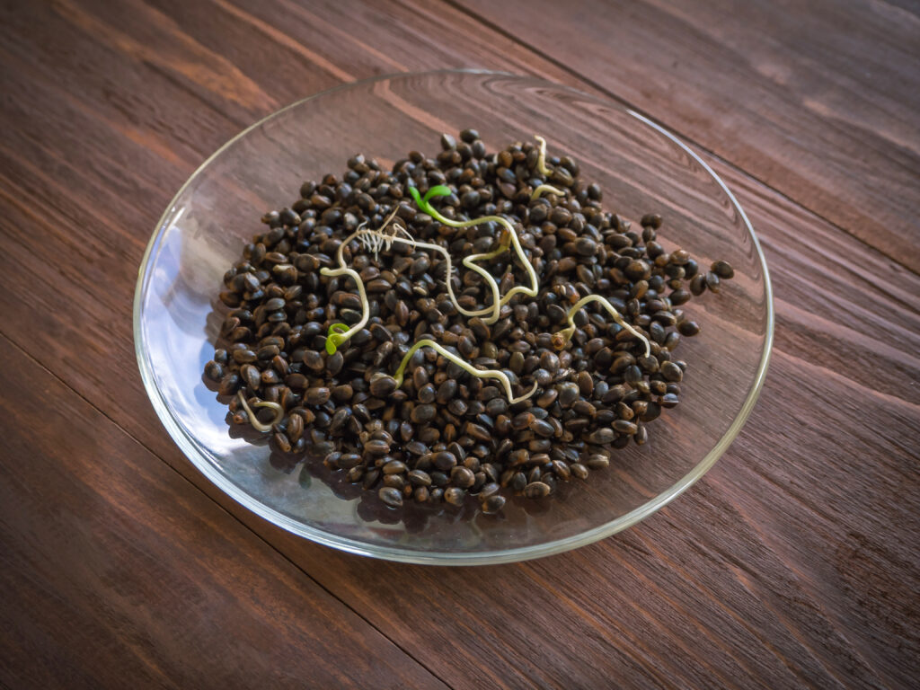 Eating Hemp Seed Sprouts