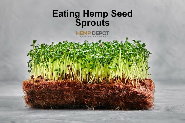 Eating Hemp Seed Sprouts