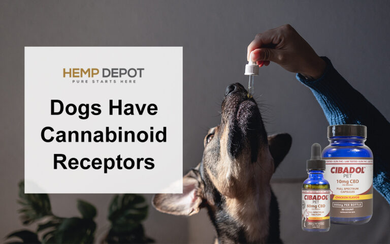 Dogs Have Cannabinoid Receptors