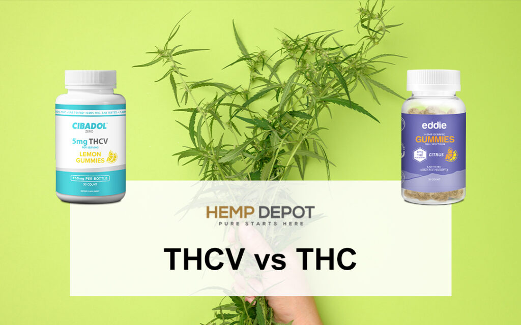 THCV vs THC