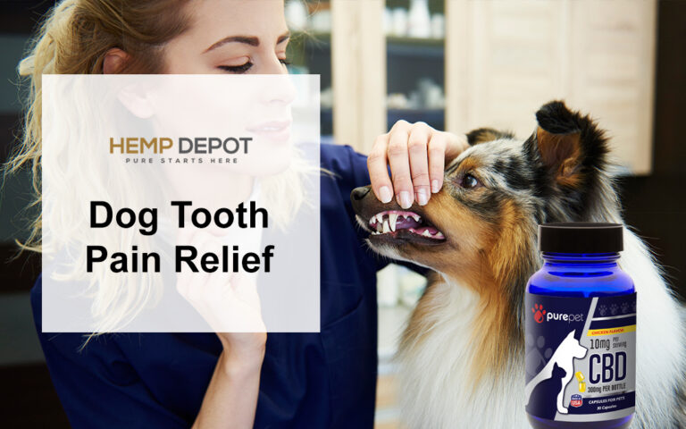 Dog Tooth Pain Relief