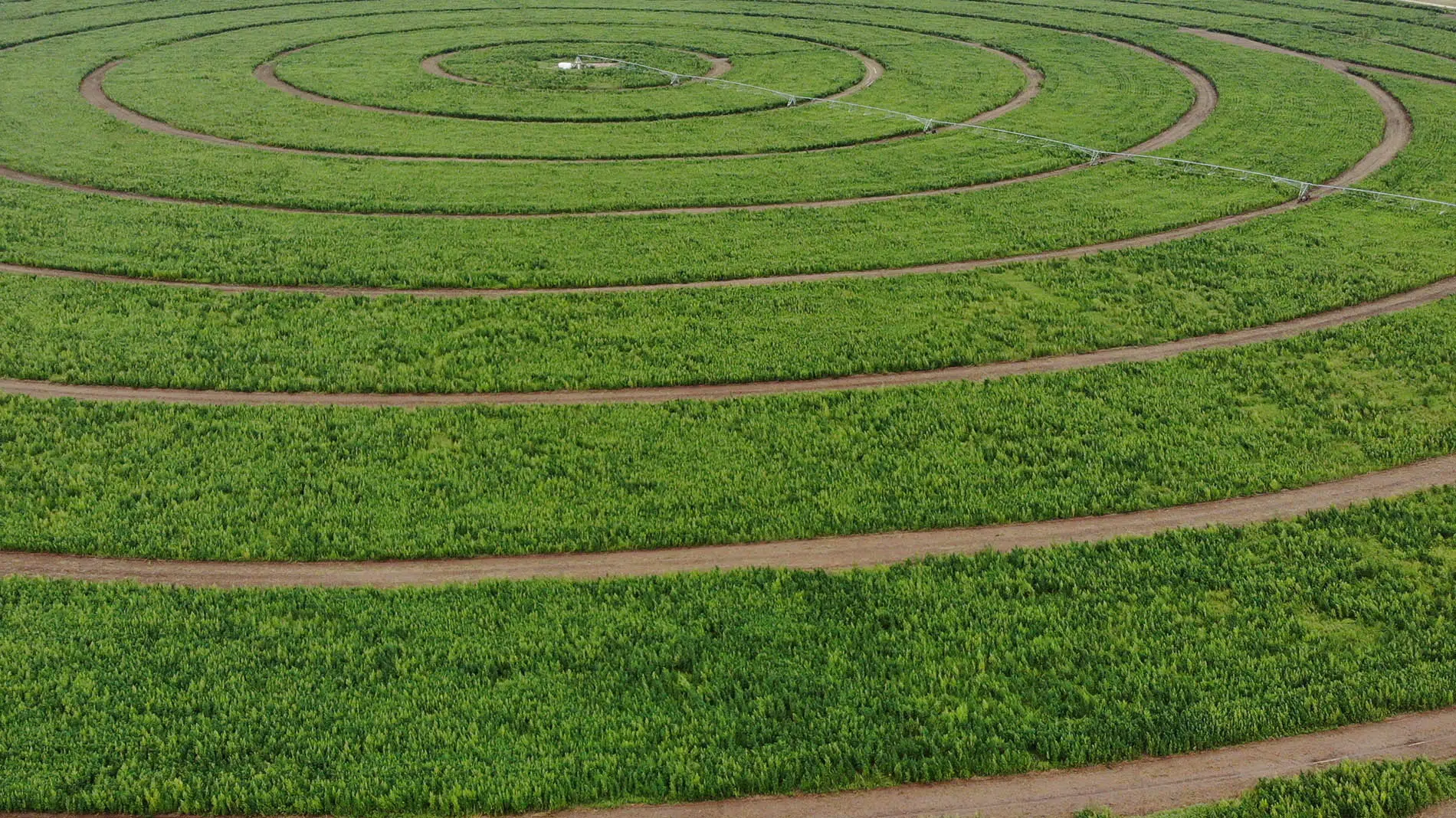 Hemp Farm aerial image