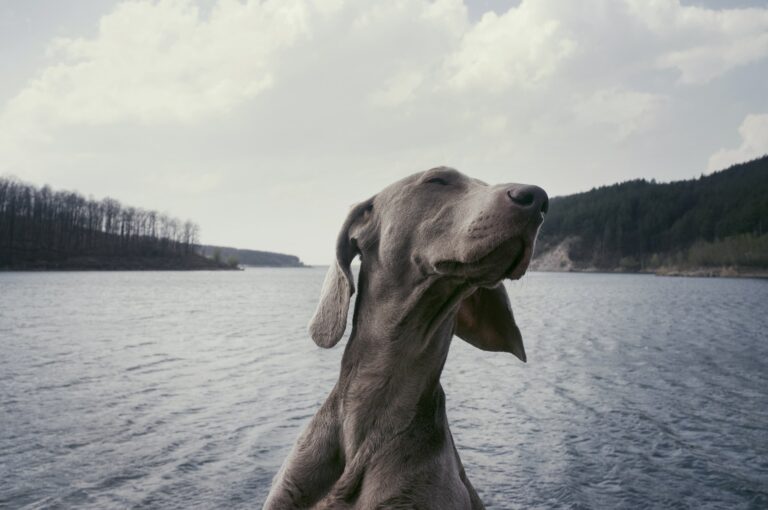Weimaraner dog with a lake behind