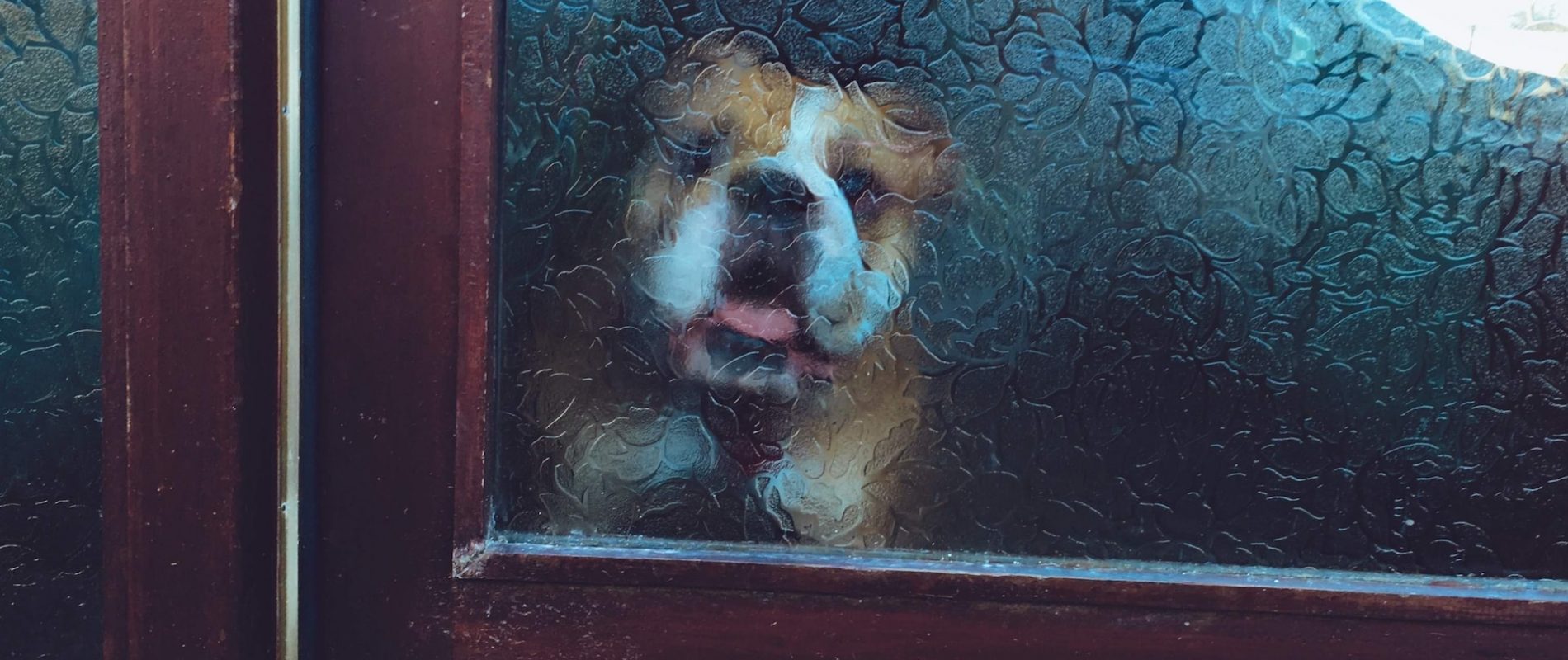 Image of a bulldog behind a glass door